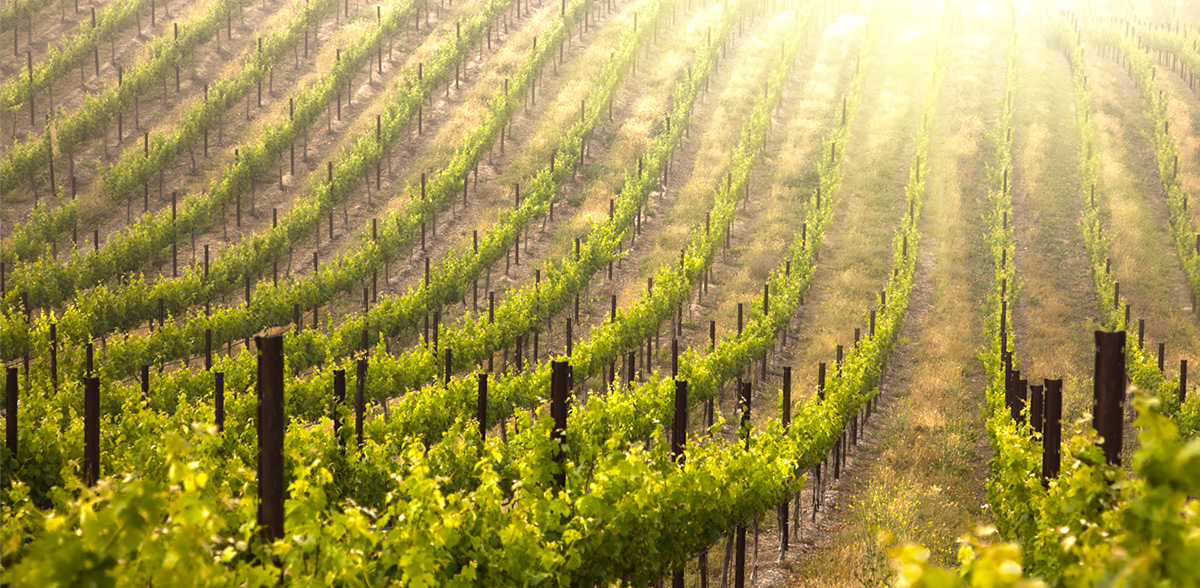 Weinlandschaft